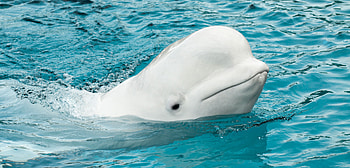 Beluga Whale, Conservation of whale habitats, Whale sanctuary exploration, Protecting marine wildlife HD wallpaper