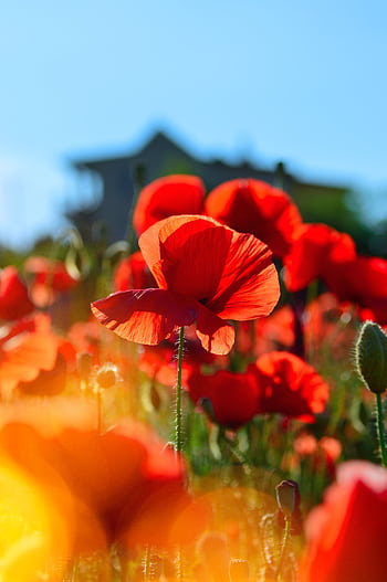 A vibrant field of red poppies blooming vividly under a clear blue sky. HD phone wallpaper