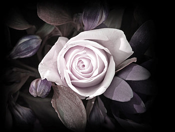 Rose, flowers, roses HD wallpaper