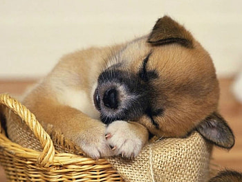 PUPPY IN A BASKET, BASKET, CUTE, PUPPY HD wallpaper