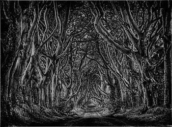 Dark Hedges, trees, road, game of thrones HD wallpaper