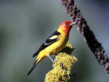 Beautiful Bird, colors, beautiful, bird HD wallpaper