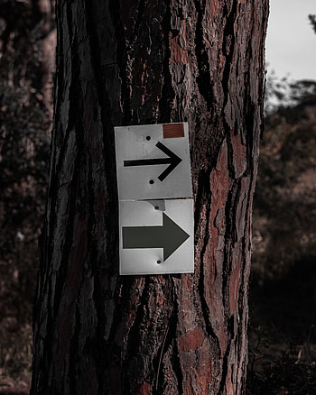 Arrow, Miscellanea, Miscellaneous, Wood, Tree, Pointer, Bark HD phone wallpaper