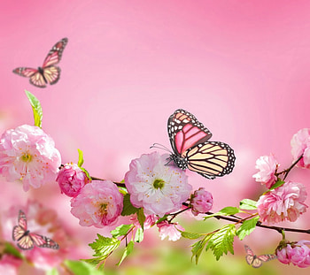 Spring Blossom, butterflies, pink, macro nature, flowers HD wallpaper