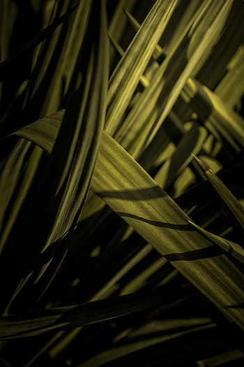 Grass, Leaves, Macro HD phone wallpaper