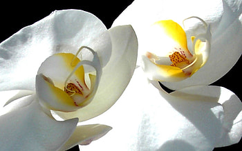 Flower, Macro, Petals, White Orchid HD wallpaper