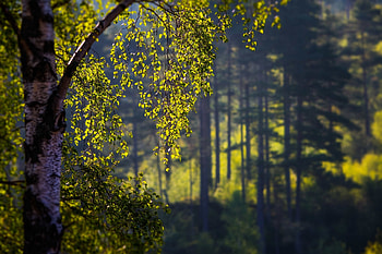 Summer, Nature, Branches, Branch, Foreground, Birch HD wallpaper