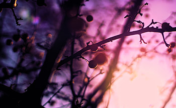 Spring Season Plant Tree , spring, trees, nature, graphy HD wallpaper