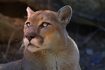 Wisdom, brown, hunter, cougar, eyes, face, gold HD wallpaper