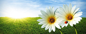 Flowers, Background, Ladybugs HD wallpaper