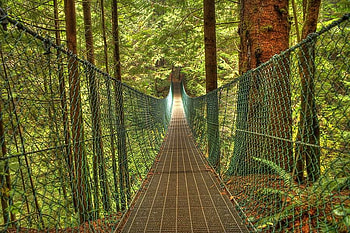 Jungle Path, cool HD wallpaper
