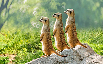 meerkats, south africa, wildlife, trio of meerkats, mammals, Meerkat, Africa HD wallpaper