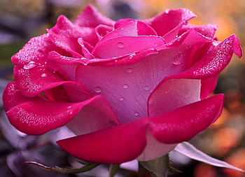 Pink Rose, Water, Drops, Rose, Petals HD wallpaper