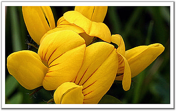 Yellow-Flower, yellow, flower HD wallpaper