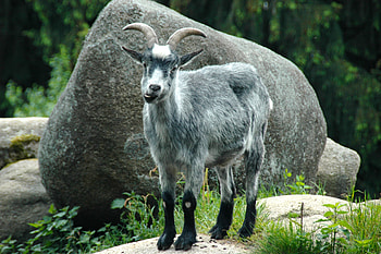 Animals, Stones, Cool, Mountain Goat HD wallpaper