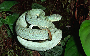 Animals, Trees, Leaves, Snake, Climb HD wallpaper