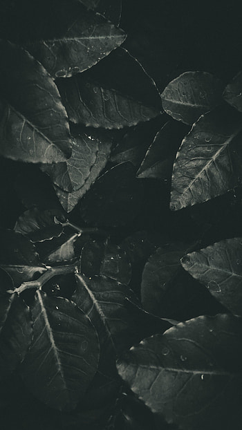 Leaves, Dark, Bw, Chb, Foliage HD phone wallpaper