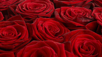 Plants, Flowers, Background, Roses HD wallpaper