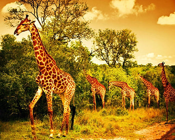 Giraffe, cute, Animal, Wildlife HD wallpaper