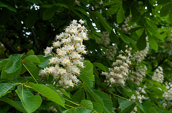 Buckeye Tree, Vibrant green leaves, Captivating focus HD wallpaper