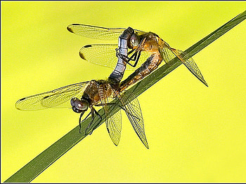 Dragonflies, cool, beautiful HD wallpaper