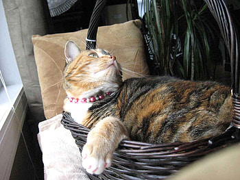 Kitty In A Basket, basket, sunshine, kitty, window HD wallpaper