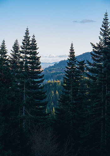 Landscape, Nature, Trees, Mountains, Forest HD phone wallpaper