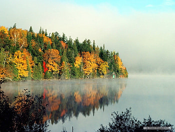 Digital autumn, autumn, digital, art, tree HD wallpaper