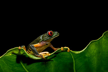 Red Eyed Tree Frog, backgrounds, , Nature's delight HD wallpaper