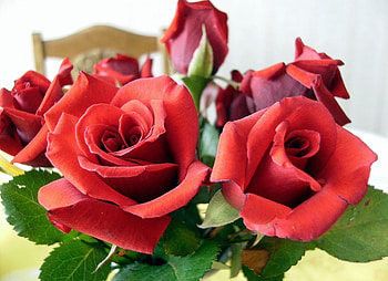 Flowers, Roses, Leaves, Close-Up, Bouquet HD wallpaper