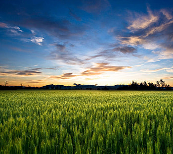 Agriculture , backgrounds, Farming beauty, Rural landscapes HD wallpaper