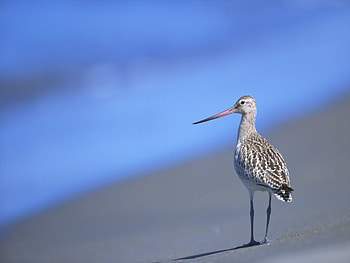 Animals, Birds HD wallpaper