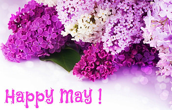 Happy May!, may, purple, pink, white, flower, happy, spring, lilac HD wallpaper