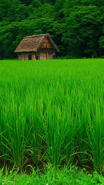 Go Green, Natural landscapes, Green forests, Serene beauty HD phone wallpaper