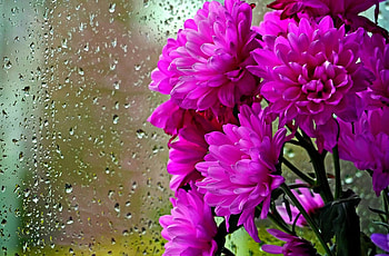 Flowers, Rain, Chrysanthemum, Drops, Bouquet, Glass HD wallpaper