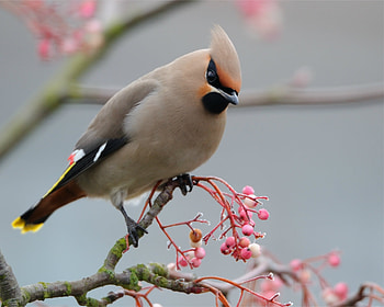 Animals, Bird, Branch, Color, Crest, Pappus, Waxwing HD wallpaper