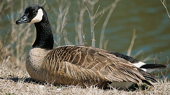 Canada goose, Animal name, Daily offers, Nature's marvels HD wallpaper