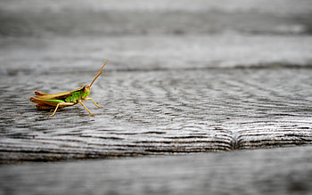 Little Grasshopper, bug, grasshopper, little, insect HD wallpaper