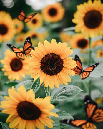 Sunflower , Nature backgrounds, Computers, Mobiles HD phone wallpaper