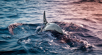 Animals, Water, Sea, Waves, Dolphin, Fin HD wallpaper