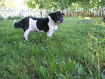 Ms. Charlotte, dog, summer, mix, pbvg HD wallpaper