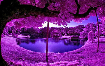 Purple Trees And World, Nature, World, Tree, Purple HD wallpaper