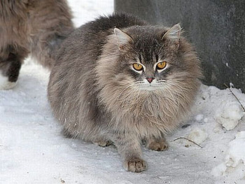 Snow Cat, cool, cat, , snow HD wallpaper