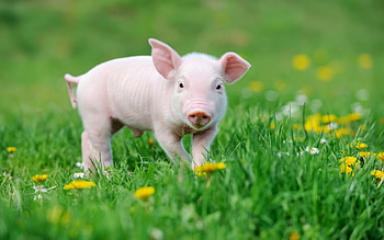 little pink pig, funny animals, farm, pig in green grass, cute animals, pigs HD wallpaper