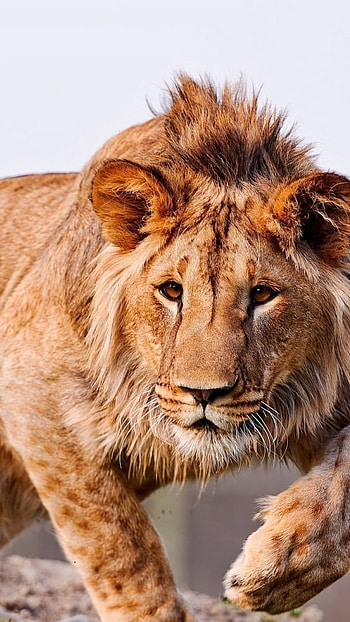 Lion , Lion, Wild, Animals HD phone wallpaper