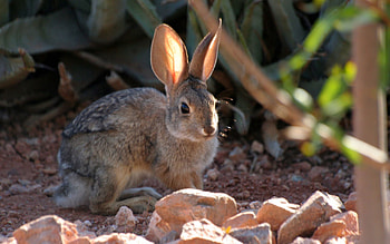 Animals, Grass, Sit, Ears, Hare HD wallpaper