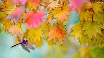 Golden Fall & Dragonfly, leaves, bug, dragonly, fall, colors, autumn, insect HD wallpaper