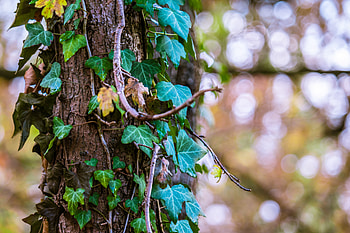 Nature, Wood, Tree, Foliage, Trunk, Ivy HD wallpaper
