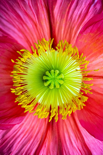 Flower, Macro, Petals, Bloom, Flowering HD phone wallpaper