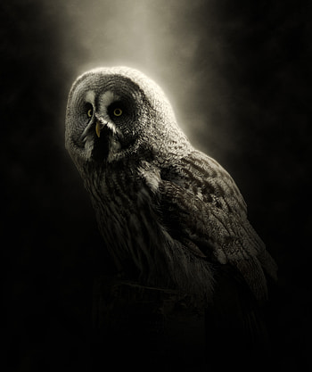 Animals, Owl, Dark, Bird, Predator, Wildlife HD phone wallpaper